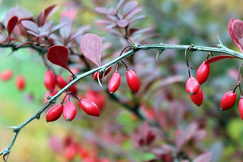 biljni statini biljni statini