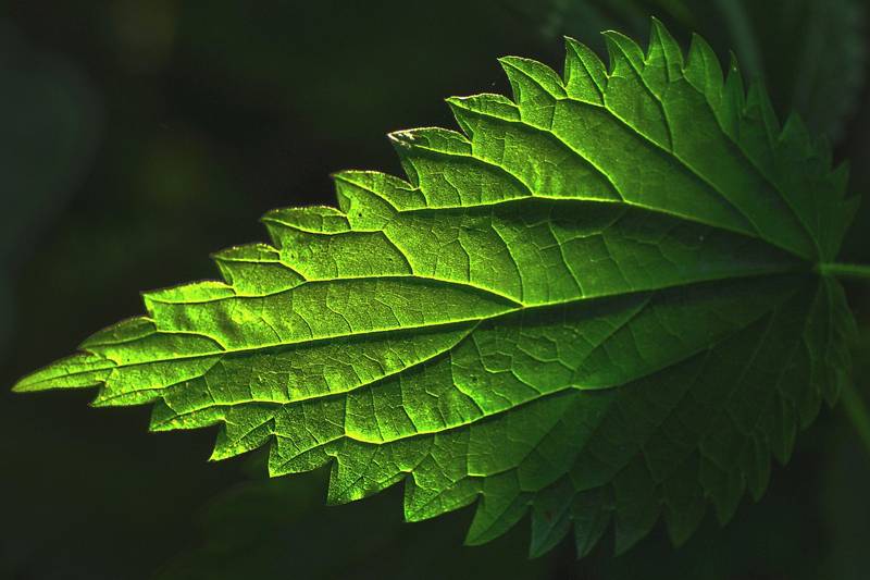 kvercetin kopriva kvercetin kopriva